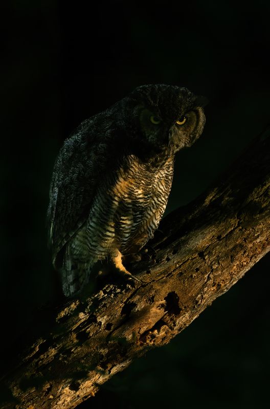 Mom hunting in the shadows TNR copy.jpg