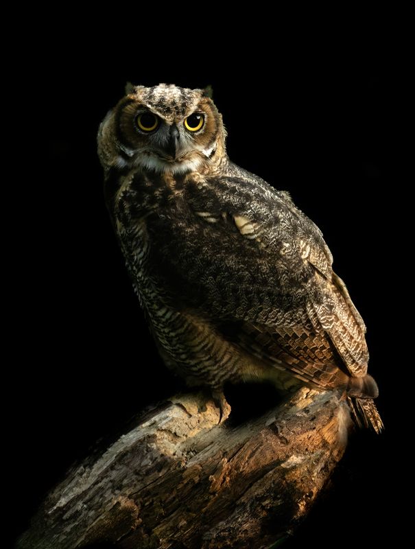 Studio lighting in nature TNR copy.jpg