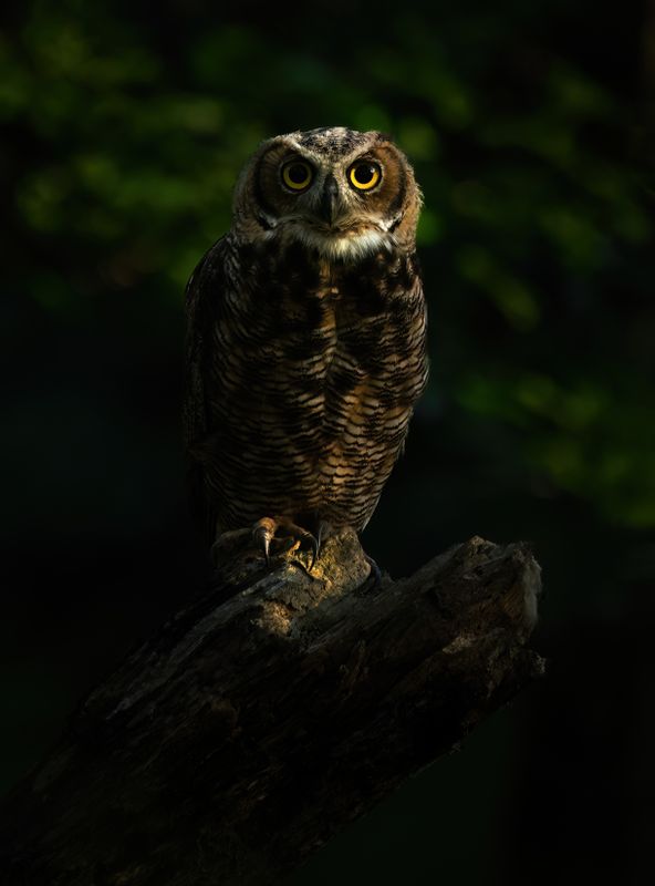Early morning perched owlet TNR copy.jpg
