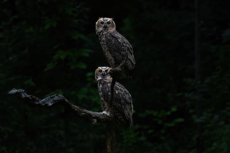 Sibling decides to join owlet on perch II TNR copy.jpg