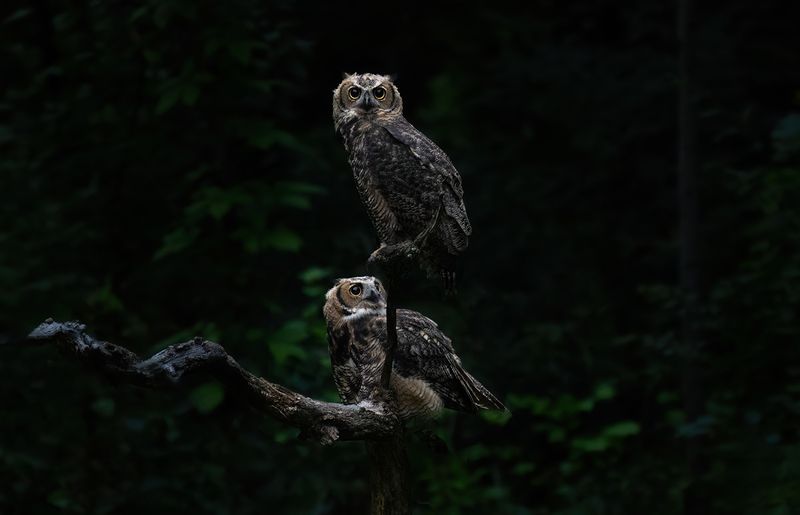 Sibling decides to join owlet on perch TNR copy.jpg