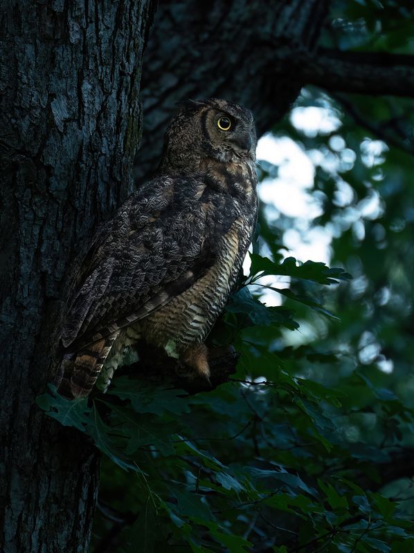 Mom checking owlets TNR copy.jpg