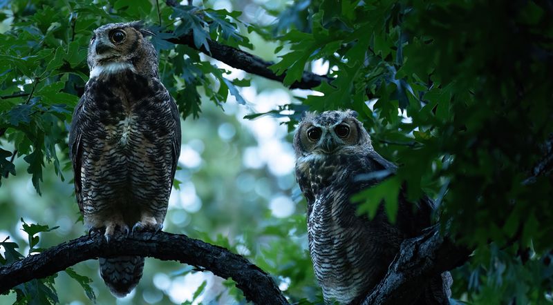 Pair of owlets waiting for mom to bring food TNR copy.jpg