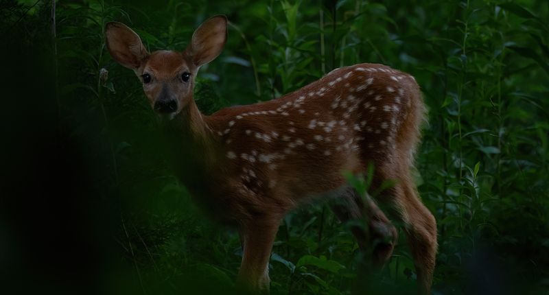 Fawn coming close TNR copy.jpg