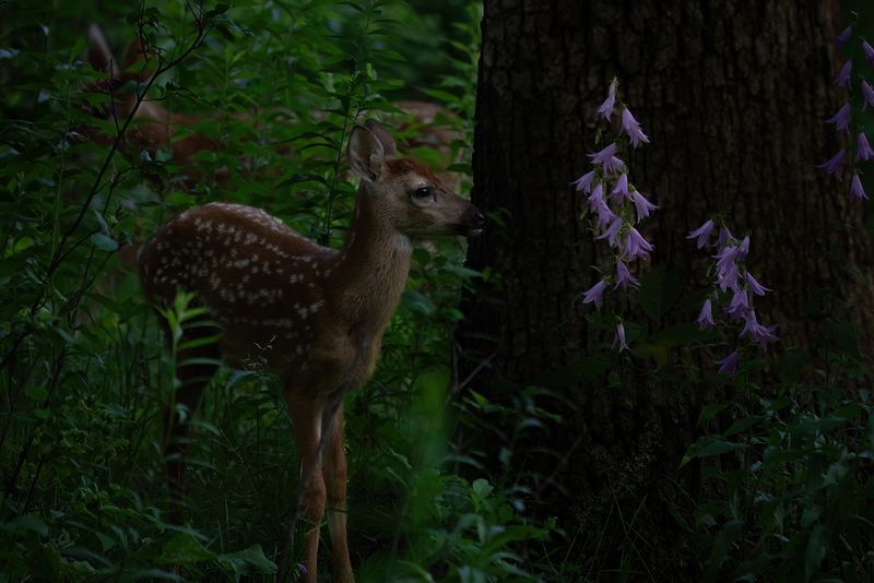Fawn and wildflowers TNR copy.jpg