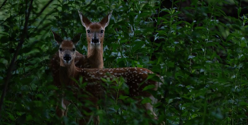 Fawn pair in owl woods TNR copy.jpg