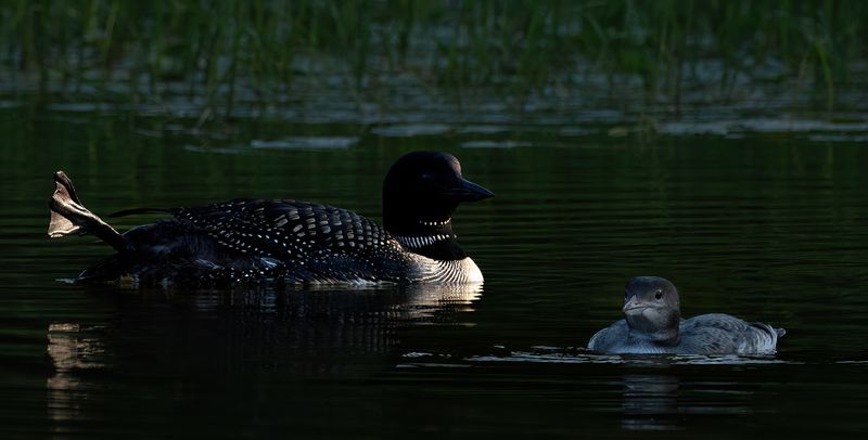 Mom and juve II TNR copy.jpg