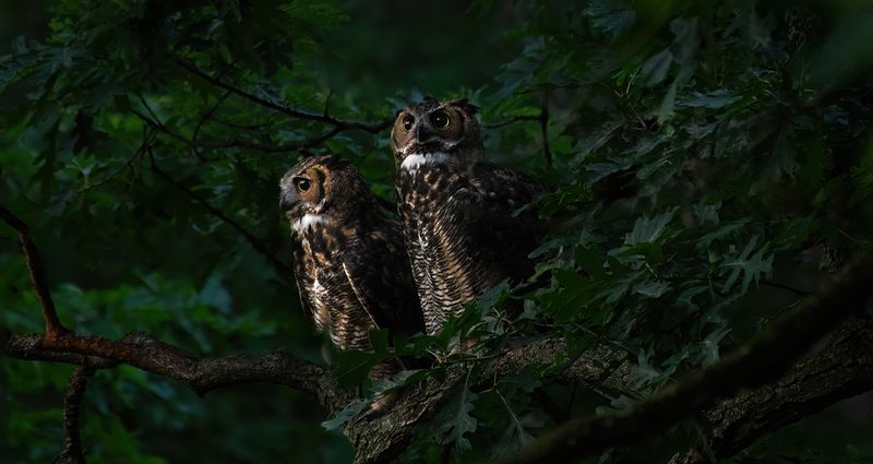 Sibling owlets in August TNR copy.jpg