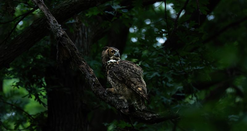 Owlet on the hunt 082824 V TNR copy.jpg