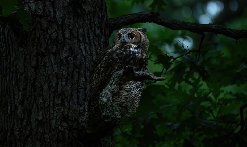 Owlet on the hunt 082824 TNR copy.jpg