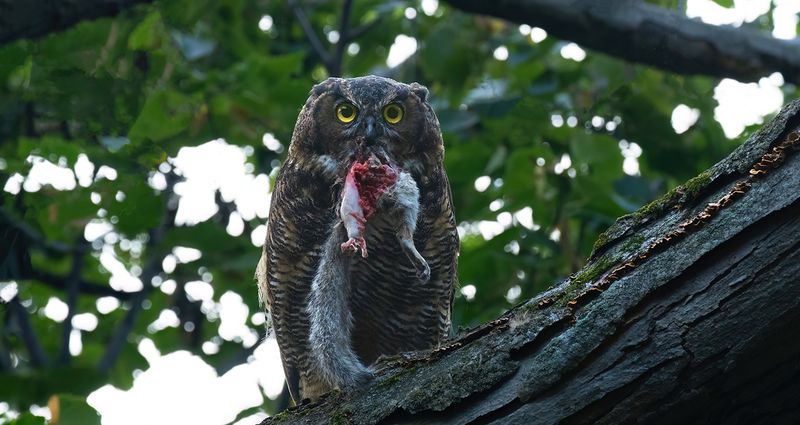 Squirrel for breakfast III TNR copy.jpg
