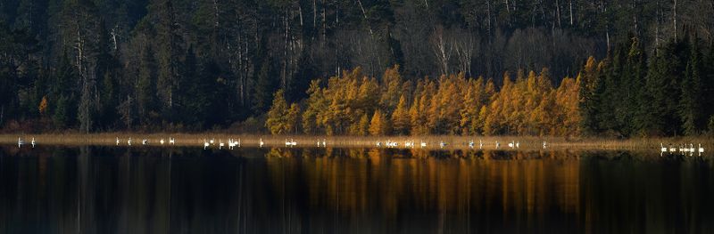 West arm swan Pano TNR copy.jpg