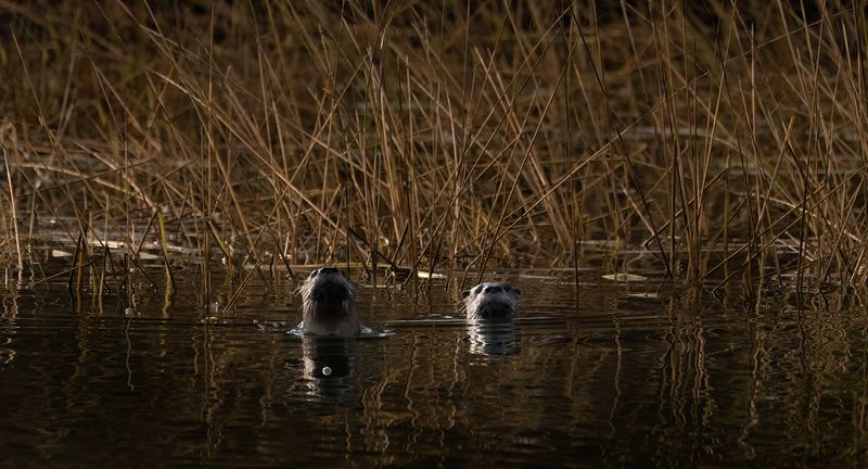 Otters checking me out TNR copy.jpg