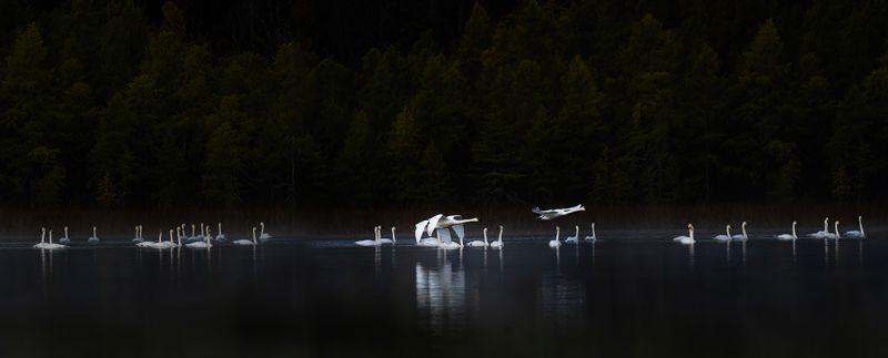 West arm swan flocks TNR copy.jpg