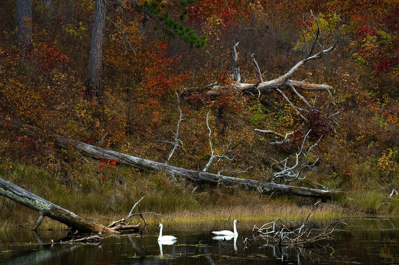 Swans along South entrance II TNR copy.jpg