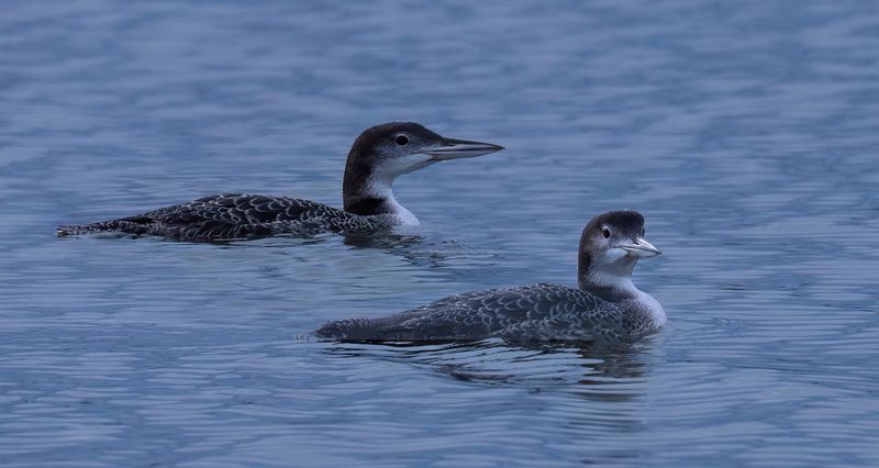 Young loons at dawn TNR copy.jpg