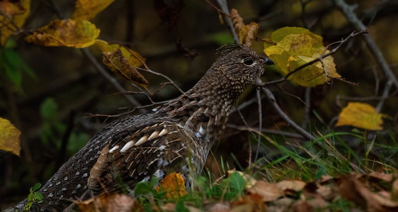 Ruffed grouse along wilderness drive TNR copy.jpg