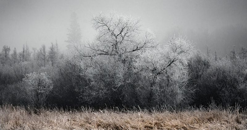 Hoar frost and fog TNR copy.jpg