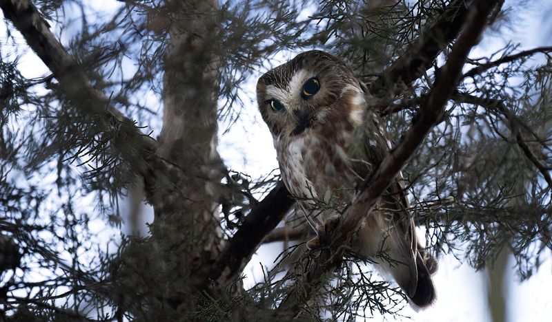 2nd Saw whet perch TNR copy.jpg