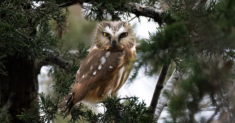 Saw whet perch VII TNR copy.jpg