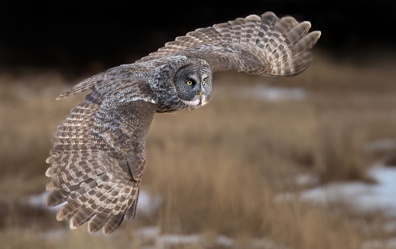 GGO flight TNR copy.jpg
