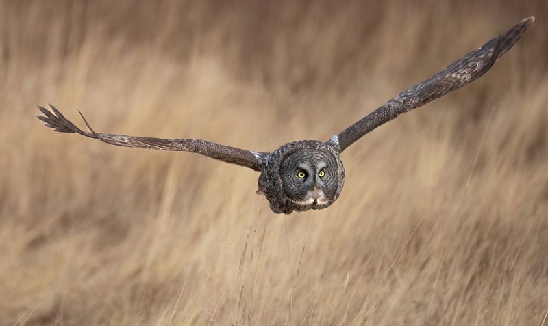 Unsuccessful attack TNR copy.jpg