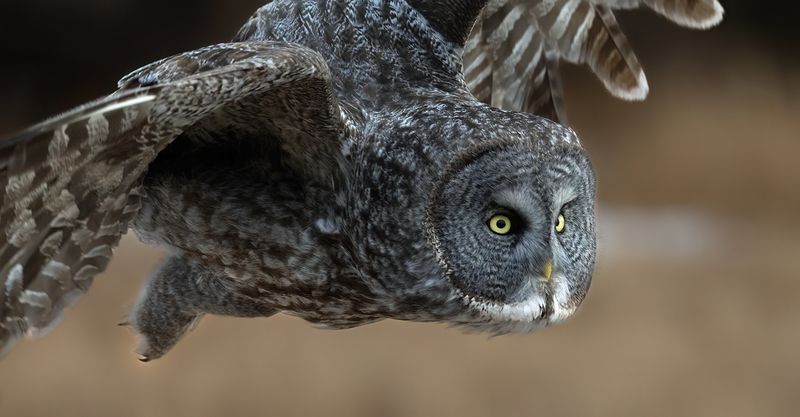 Fly by TNR copy.jpg