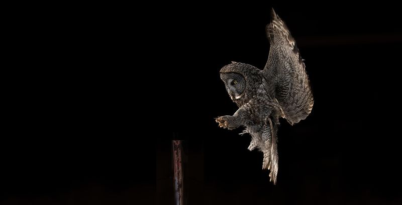 Fence post landing TNR copy.jpg