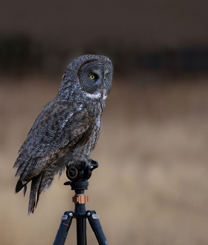 Thanks for the perch TNR copy.jpg