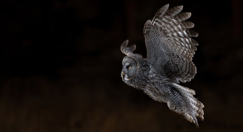 Shadow flight TNR copy.jpg