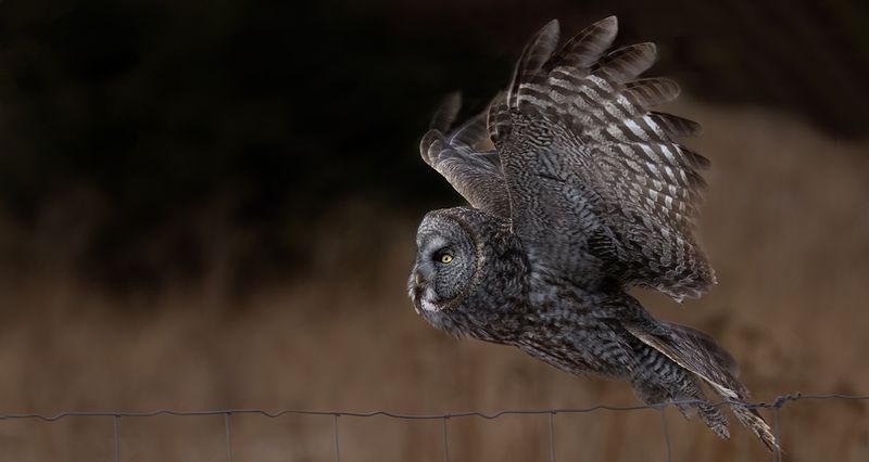 Fence flight TNR copy.jpg