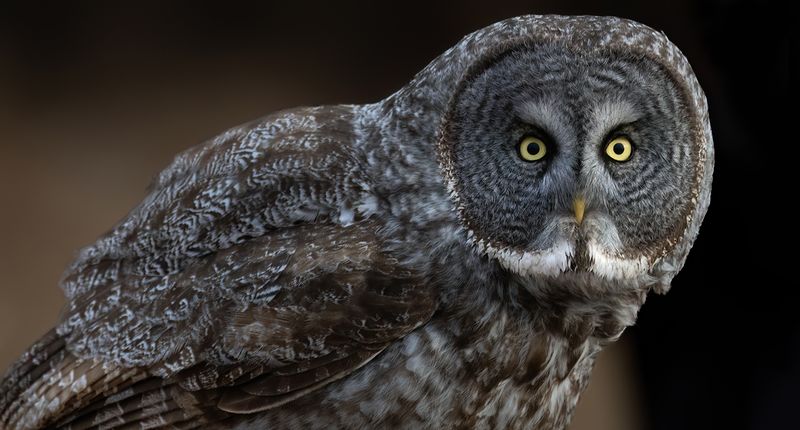 Eye to eye with GGO TNR copy.jpg