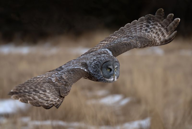 GGO flight Full wings TNR copy.jpg