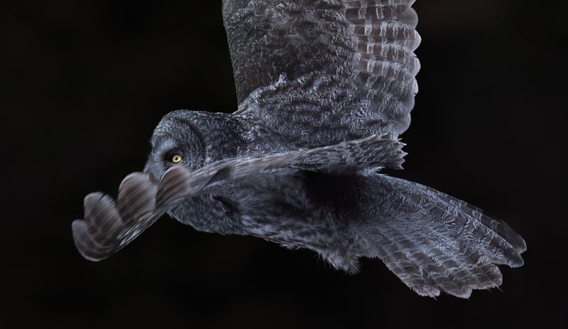 Shadow flight II TNR copy.jpg