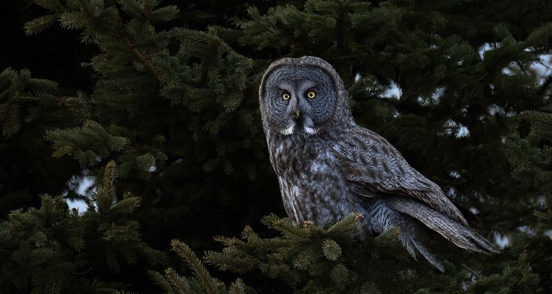 Spruce perch TNR copy.jpg