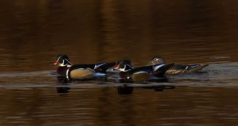 March Woodies II TNR copy.jpg