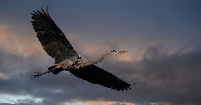 Early morning flight TNR copy.jpg