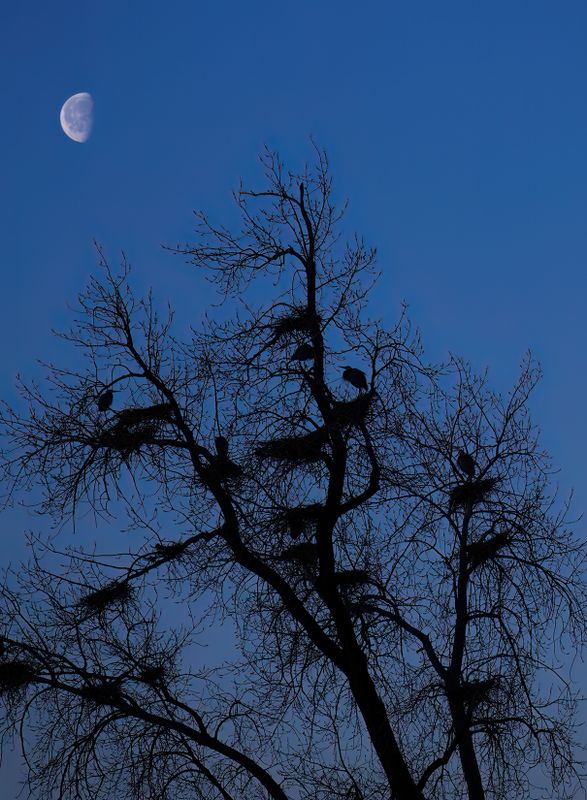 Blue hour at the rookery II TNR copy.jpg