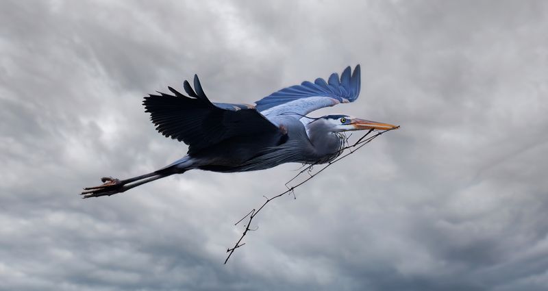Nesting material haul TNR copy.jpg