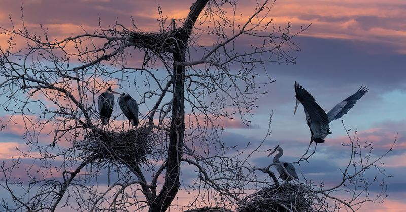 Sunrise at the rookery TNR copy.jpg