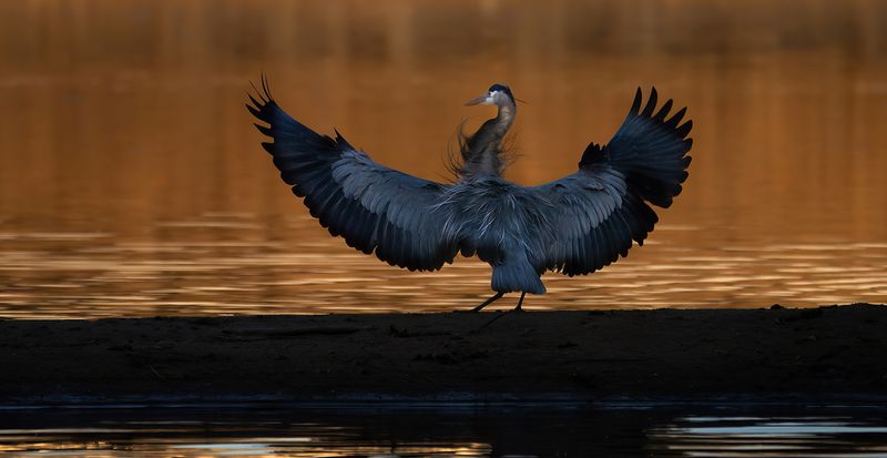 Morning glow heron TNR copy.jpg