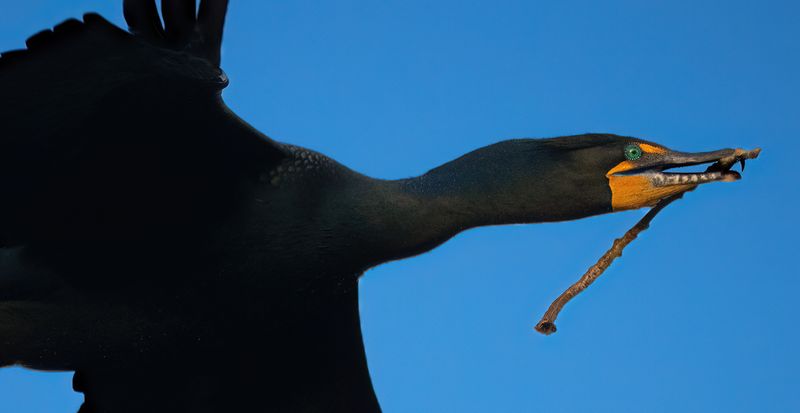 Eye of the Cormorant TNR copy.jpg