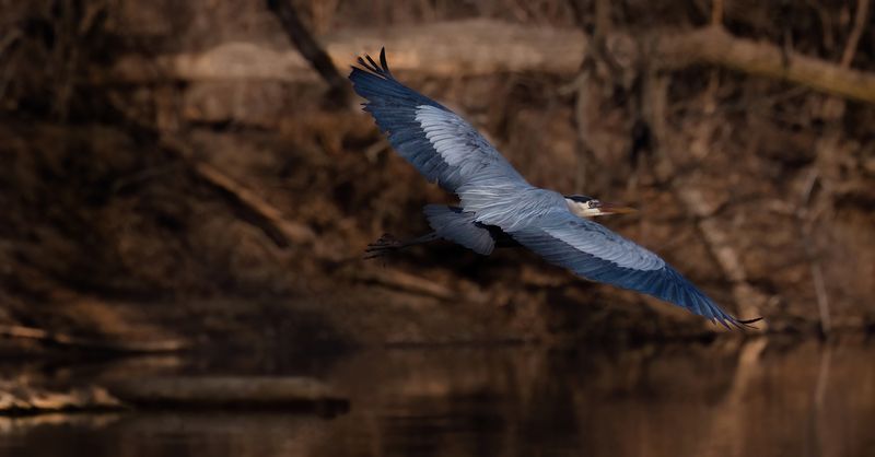 Big Blue gliding through channel TNR copy.jpg