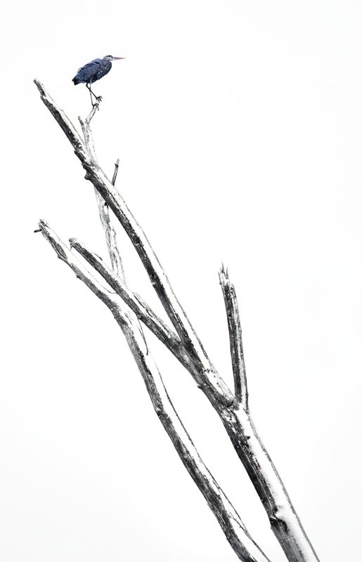 Spring snowstorm at the rookery III TNR copy.jpg
