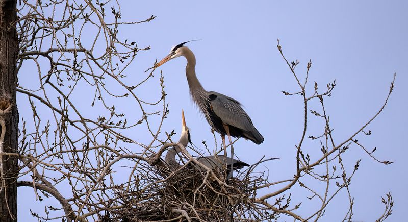 Closest pair III TNR copy.jpg