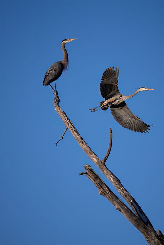 The perch TNR copy.jpg