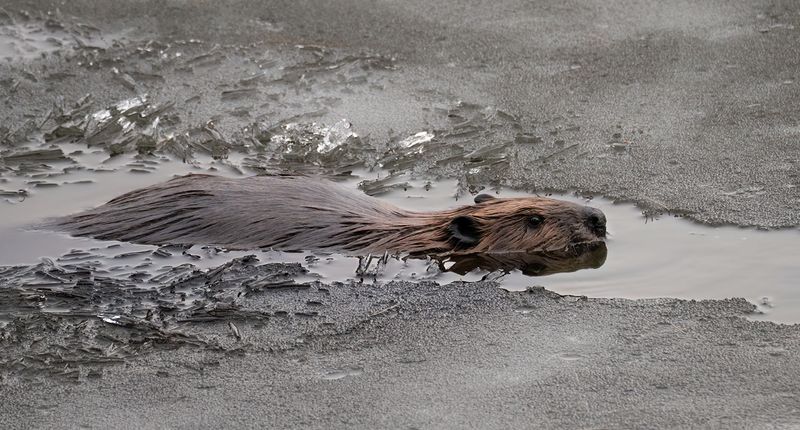 Ice out Beaver TNR copy.jpg