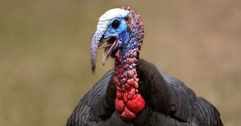 Turkey tongue TNR copy.jpg