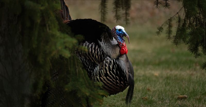 Spruce Gobbler TNR copy.jpg