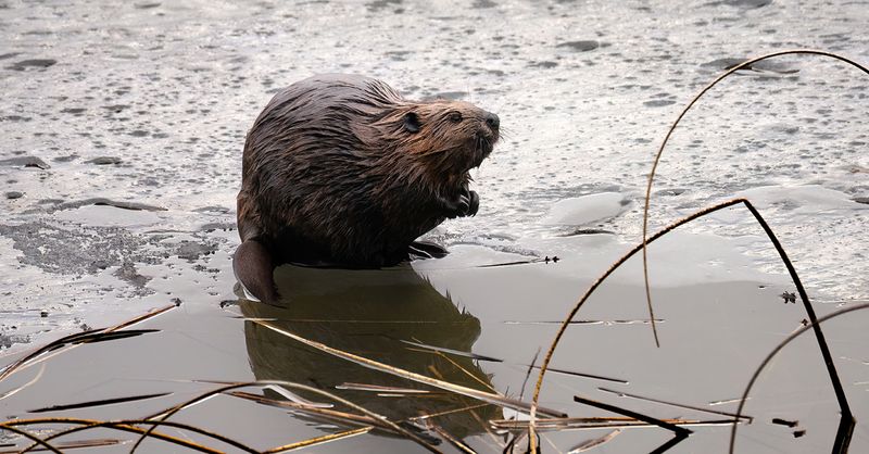 Young beaver on black ice TNR copy.jpg